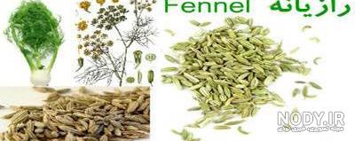 عکس گیاه رازیانه خشک عکس گیاه رازیانه خشک