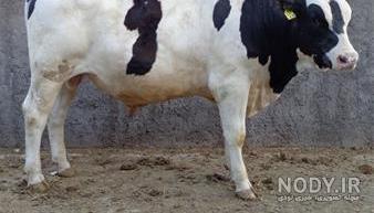 فروش گوساله شیرخوار در اصفهان فروش گوساله شیرخوار در اصفهان