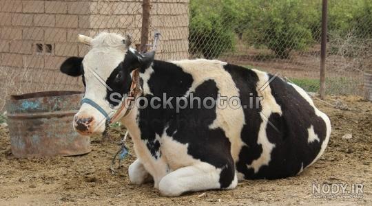 فروش گوساله شیرخوار شیپور فروش گوساله شیرخوار شیپور