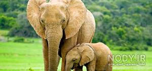 قصه صوتی مورچه و جیرجیرک قصه صوتی مورچه و جیرجیرک
