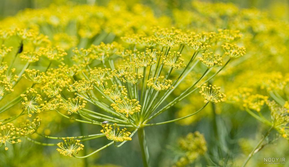 مضرات رازیانه برای رحم مضرات رازیانه برای رحم