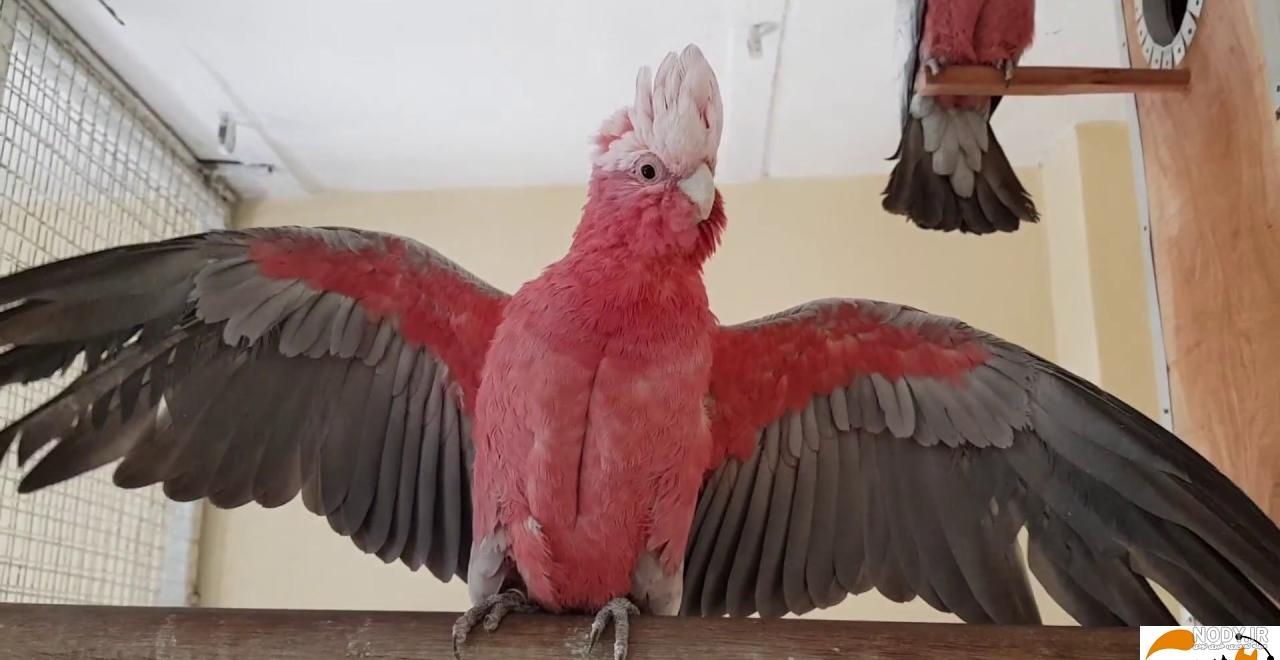 نقاشی طوطی راحت
