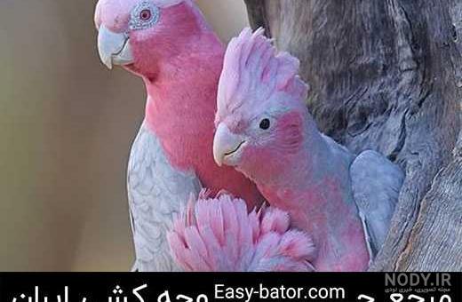 نقاشی طوطی کارتونی