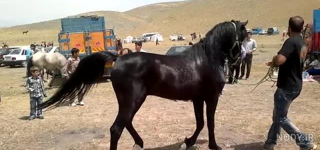 نژاد اسب سیلمی نژاد اسب سیلمی