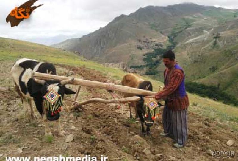 گاو آهن چیست گاو آهن چیست