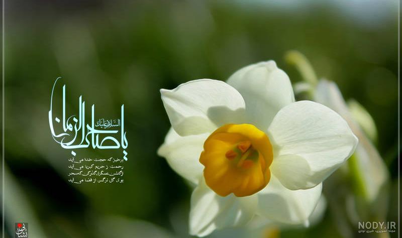 گل نرگس امام زمان عج