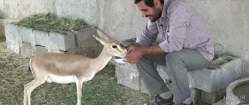 بچه آهوی زیبا بچه آهوی زیبا