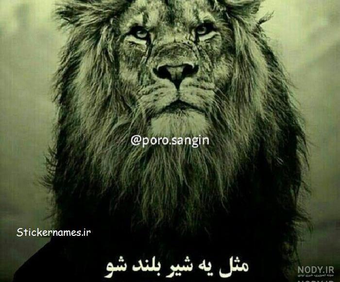 دانلود عکس شیر برای تصویر زمینه کامپیوتر