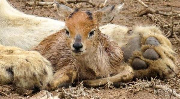 عکس آهو بره عکس آهو بره
