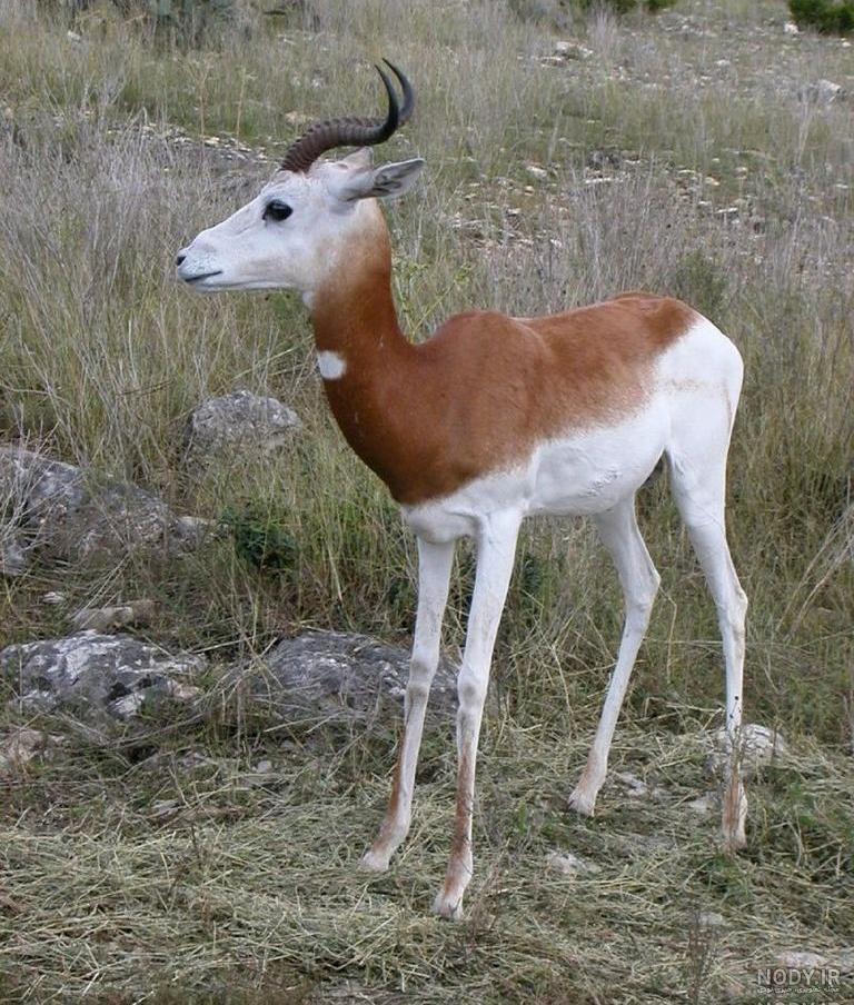 عکس بچه آهوی ناز عکس بچه آهوی ناز