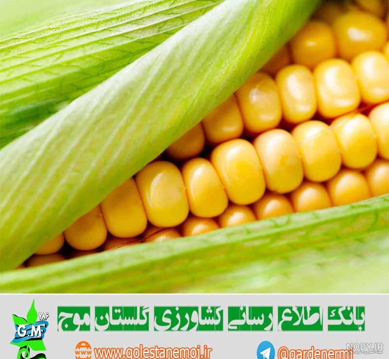 عکس ذرت بوداده عکس ذرت بوداده