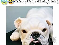 عکس رضا سگه