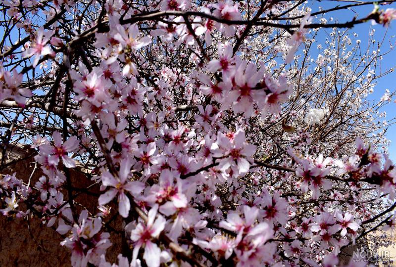 عکس شکوفه های درخت گیلاس عکس شکوفه های درخت گیلاس