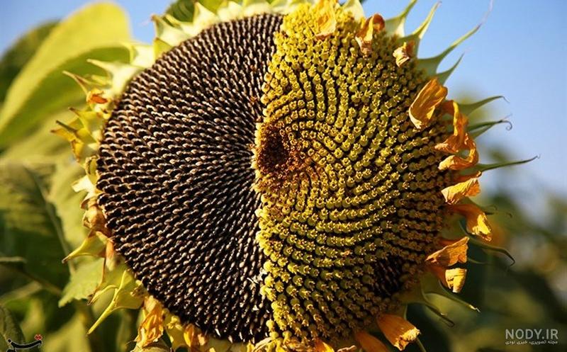 عکس مزرعه برنج