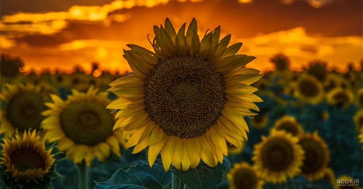 عکس مزرعه زیبا