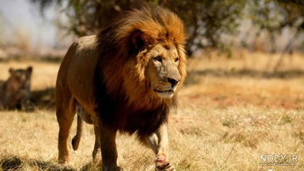 عکس نوشته شیر جنگل عکس نوشته شیر جنگل