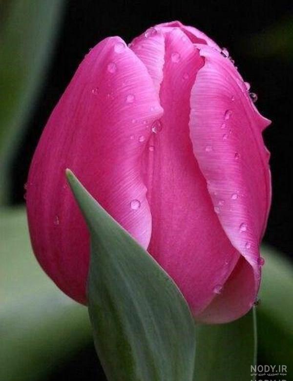 عکس نوشته گل شقایق عکس نوشته گل شقایق