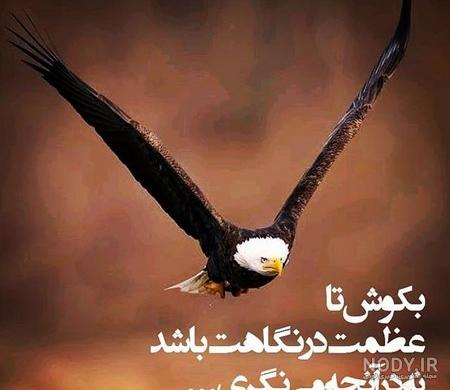 عکس نوشته یه عقاب همیشه تنهاست عکس نوشته یه عقاب همیشه تنهاست