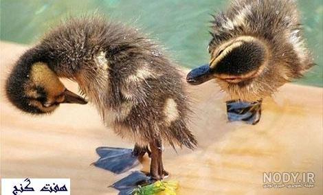 عکس هاي خنده دار حيوانات عکس هاي خنده دار حيوانات