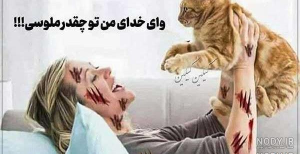 عکس های خنده دار گربه ها با متن عکس های خنده دار گربه ها با متن