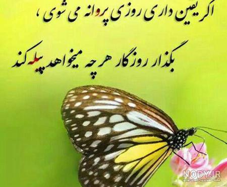 عکس پروانه بزرگ عکس پروانه بزرگ