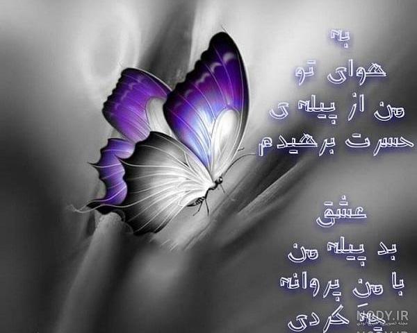 عکس پروانه زرد عکس پروانه زرد