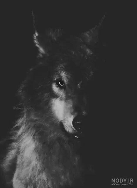 عکس گرگ قرمز عکس گرگ قرمز