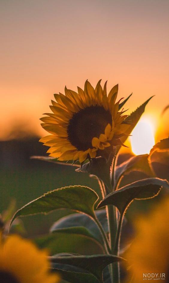 عکس گل آفتابگردان برای تصویر زمینه