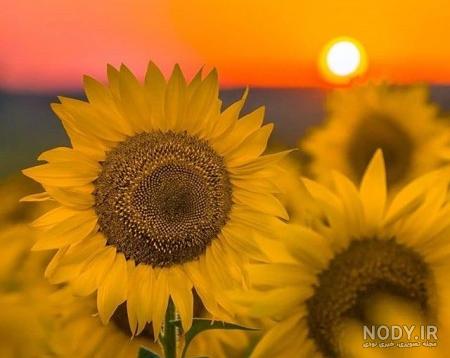 عکس گل آفتابگردان زیبا برای پروفایل