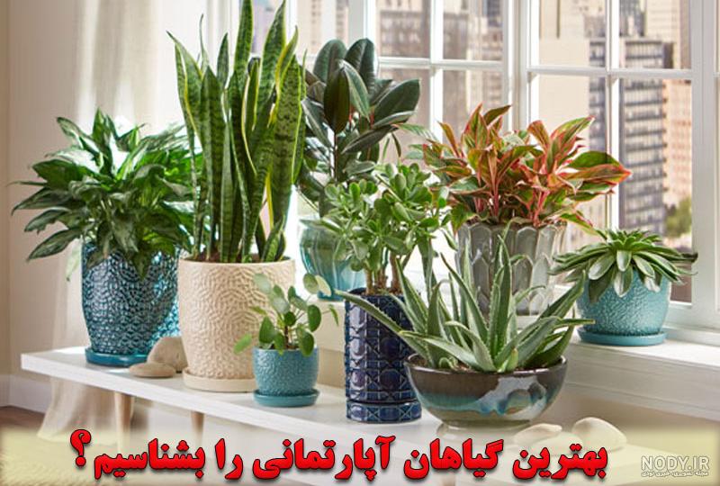 عکس گل آپارتمانی برگ پهن