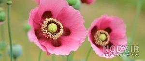 عکس گل شقایق صورتی عکس گل شقایق صورتی