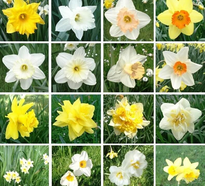 عکس گل نرگس برای پروفایل واتساپ عکس گل نرگس برای پروفایل واتساپ