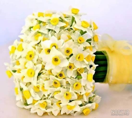 عکس گل نرگس وحشی عکس گل نرگس وحشی