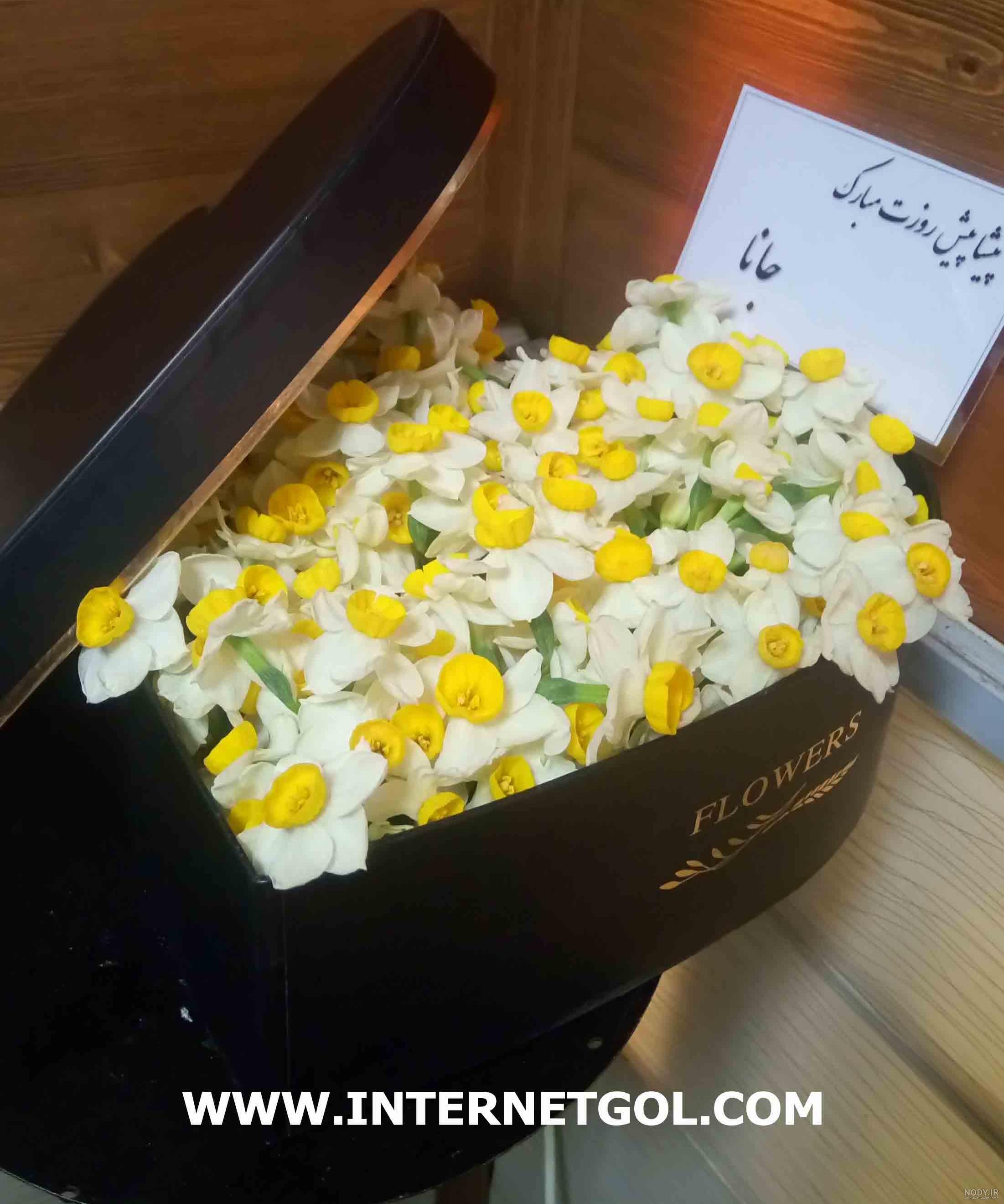 عکس گل نرگس وحشی عکس گل نرگس وحشی