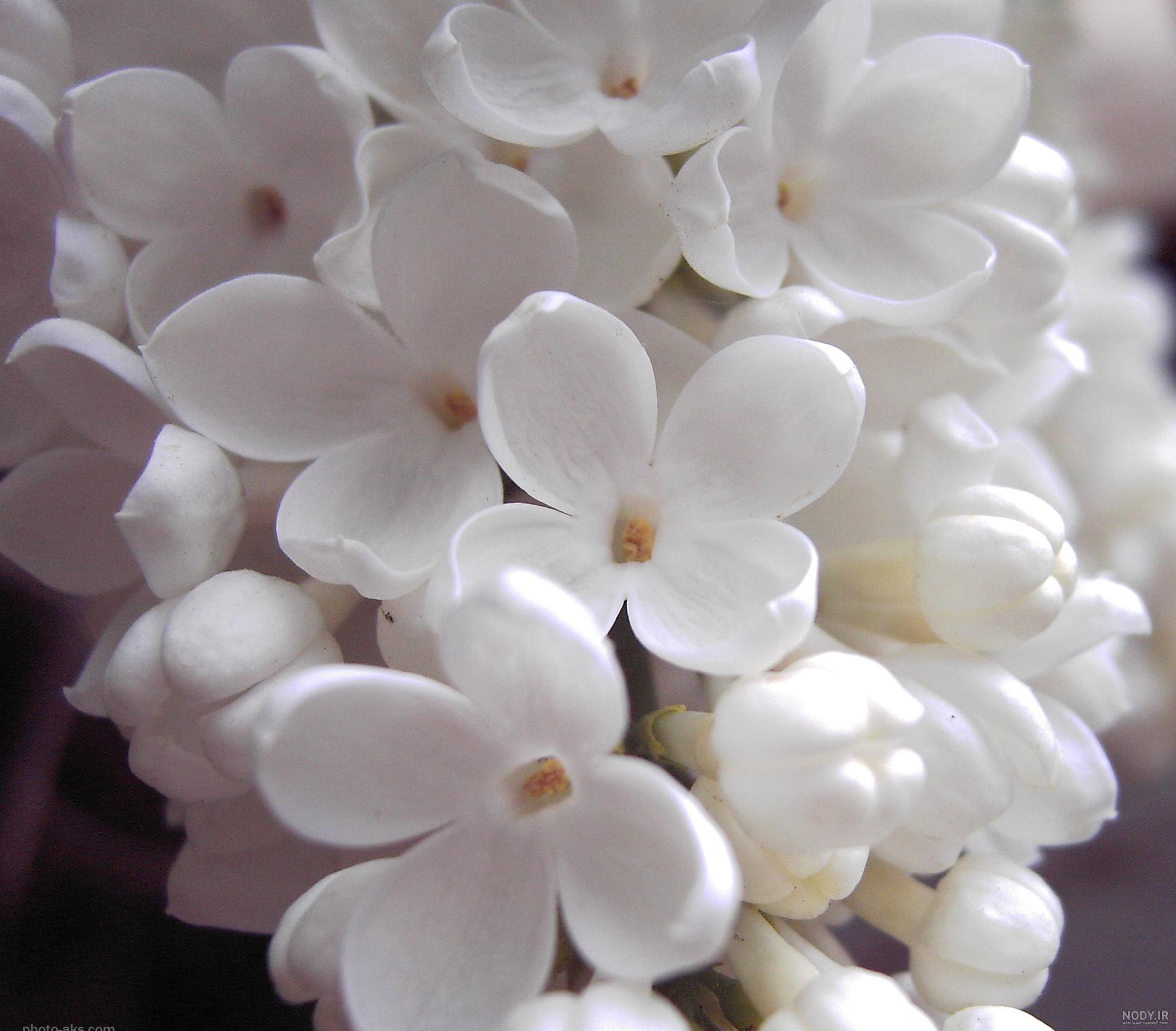 عکس گل یاس زرد عکس گل یاس زرد