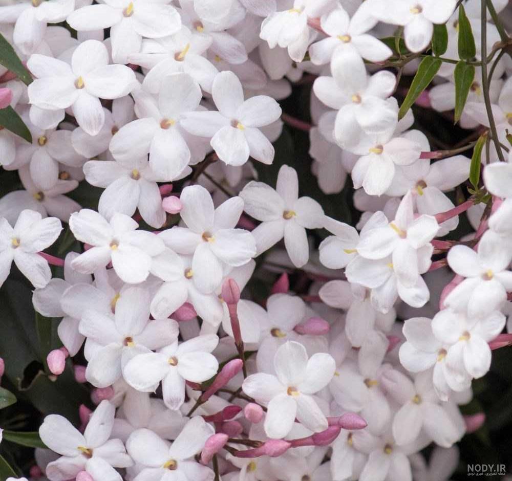 عکس گل یاسمن زرد عکس گل یاسمن زرد