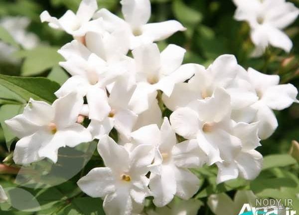 عکس گل یاسمنی عکس گل یاسمنی