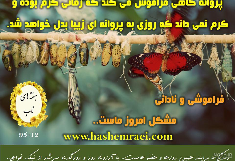 پروانه زرد رنگ پروانه زرد رنگ