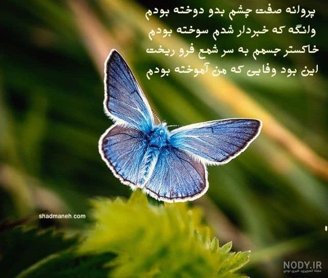 پروانه قرمز پروانه قرمز