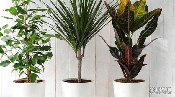 گیاه زینتی گونه نماینده