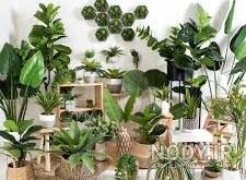 گیاهان آپارتمانی سایه دوست