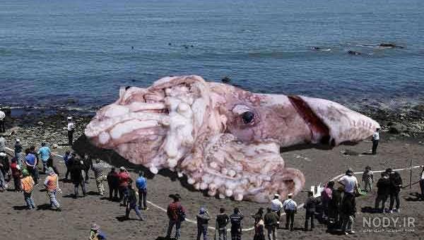 جاهای دیدنی چالوس در شب