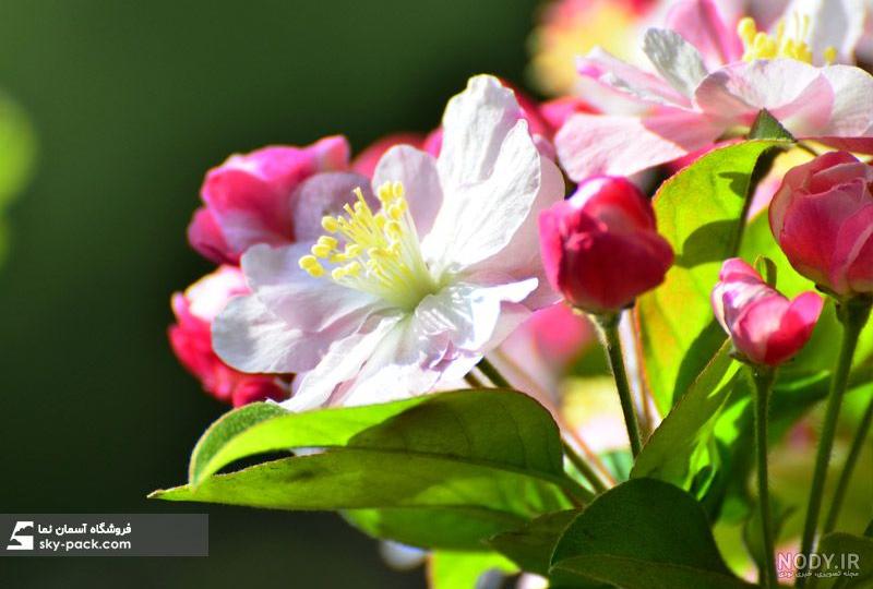 تصویر زمینه بهاری جدید