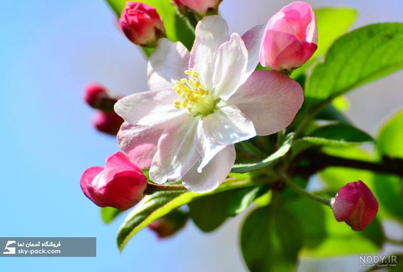 تصویر زمینه بهاری موبایل