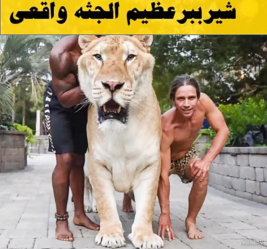 تصویر زمینه شیر hd