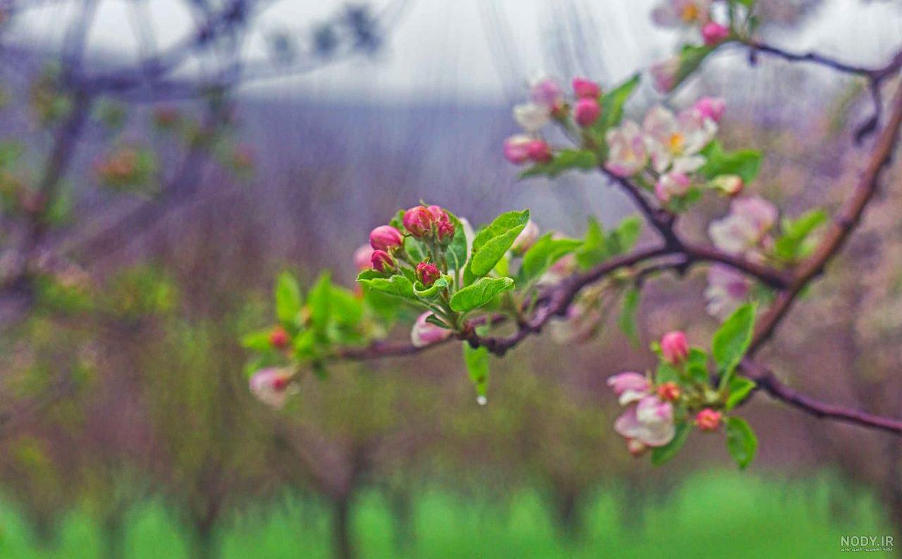 دانلود عکس طبیعت بهاری