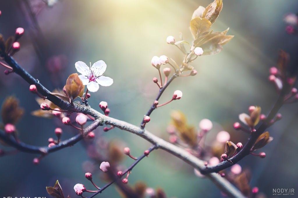 دانلود عکس طبیعت بهاری