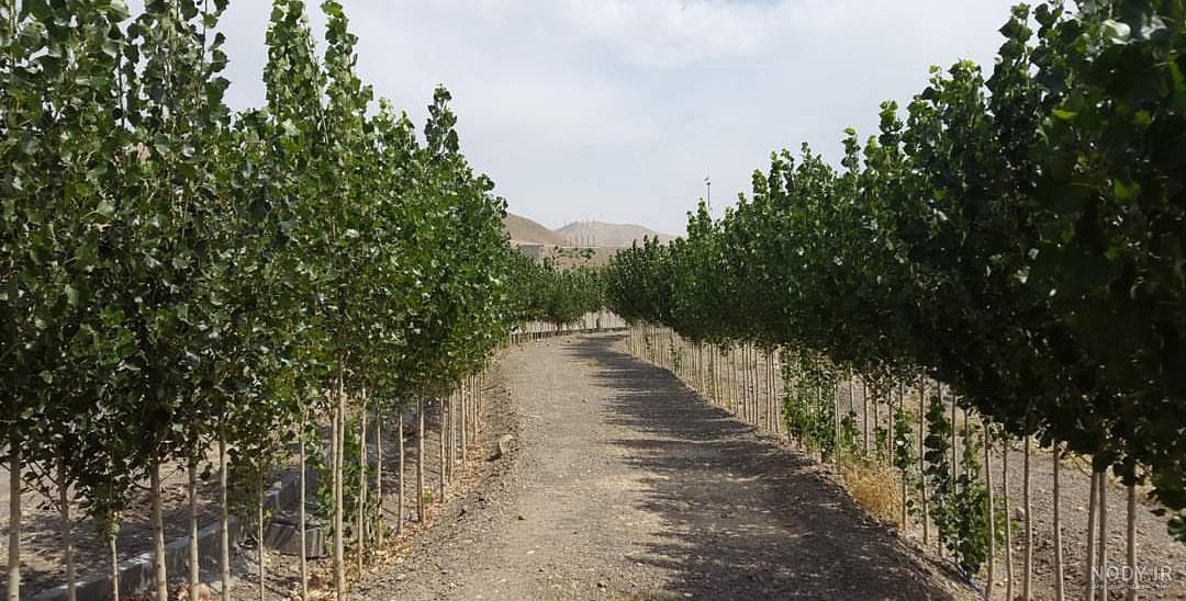 شهرداری کوزه کنان
