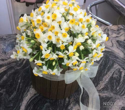 عکس باغ گل نرگس عکس باغ گل نرگس