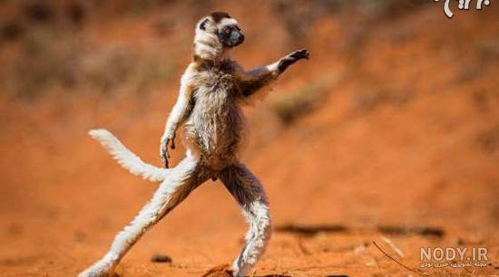 عکس حیوانات لاغر عکس حیوانات لاغر